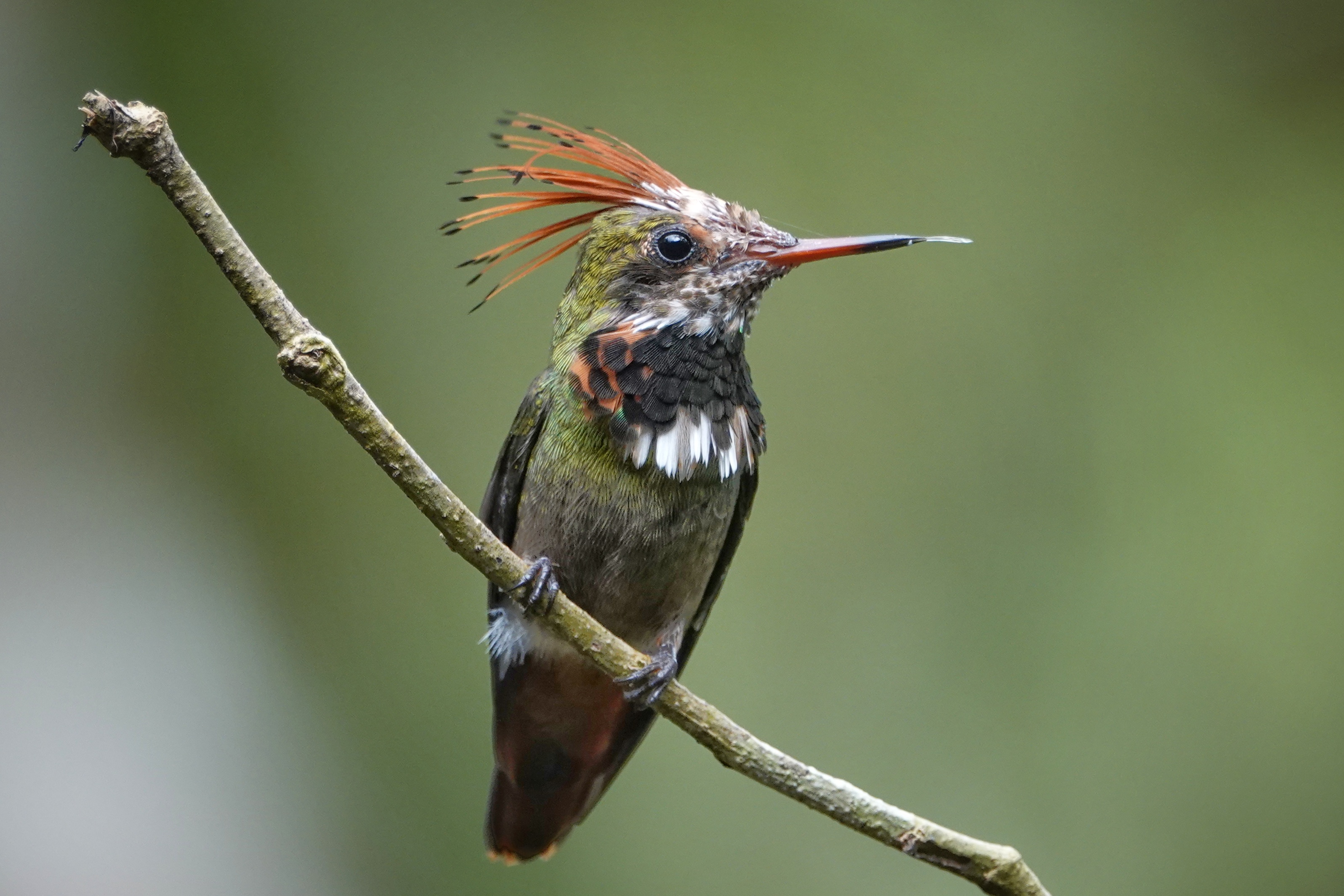 Colibri huppé